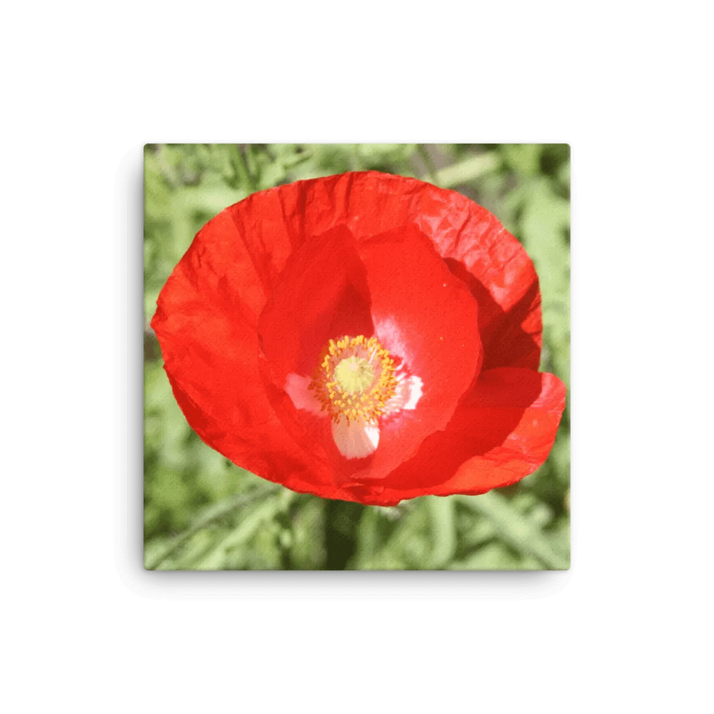 Red Poppy product image (3)