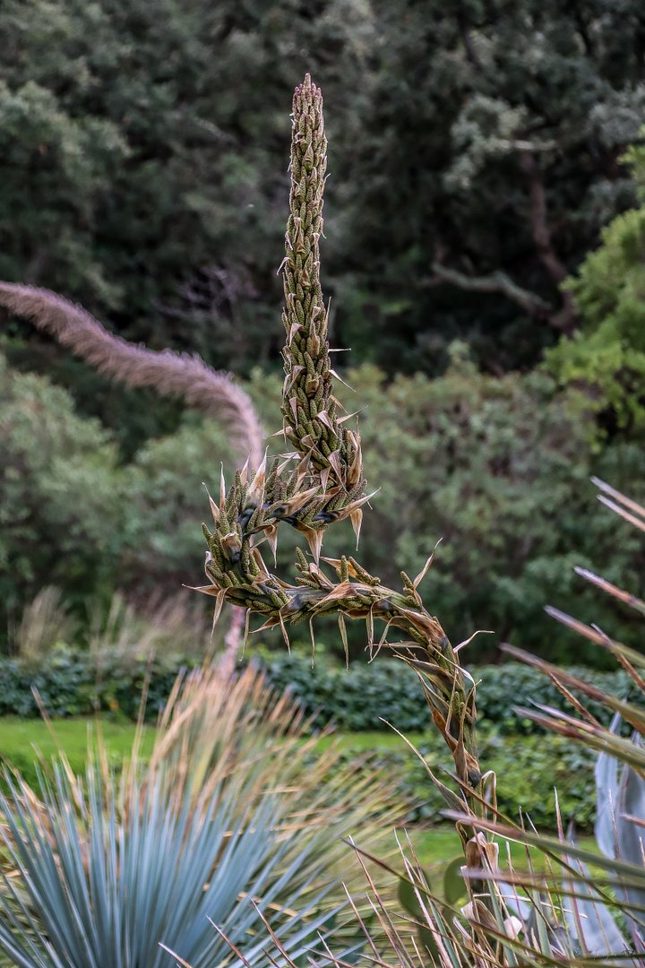 🌵 Fine Art – Botanical Dragon 🐉✨ product image (1)