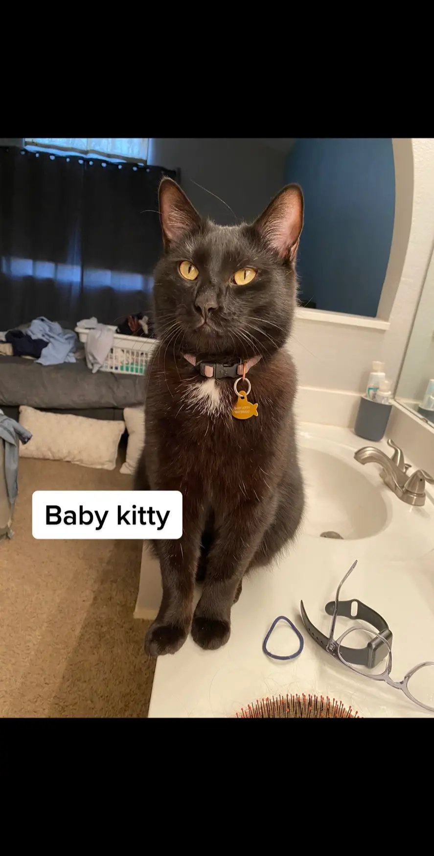 Please he is so cute #blackcat #kitten 