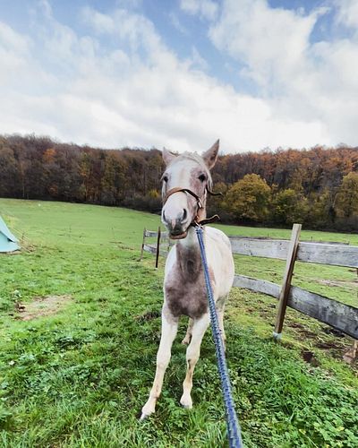 Grateful is the best way to describe life right now! Bodhi is being a teenager… stubborn and against everything you ask her! ...