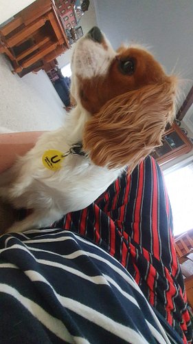 Parents are out in Japan so temporarily taking care of this guy