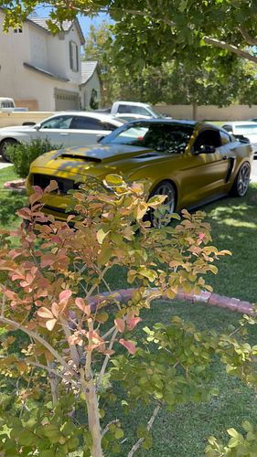 Lurking from the shade
.
.
.
.
.
.
#ford #s550 #turbo #carlovers #carporn #cargram #cars #wrap #v6 #mustang #boosted #e85 #ca...
