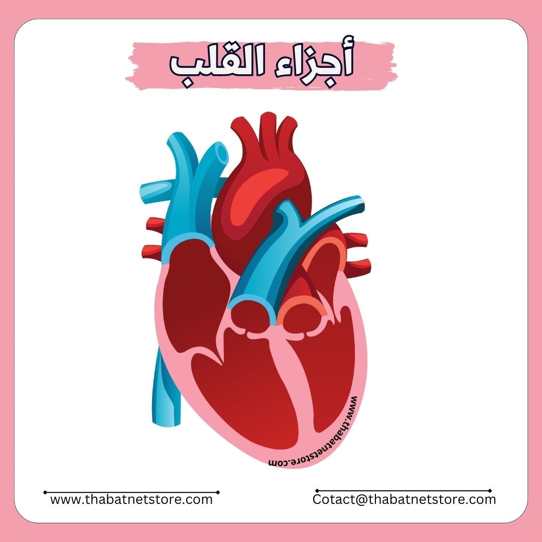 نشاط ملائمة أقسام القلب - pdf product image (1)