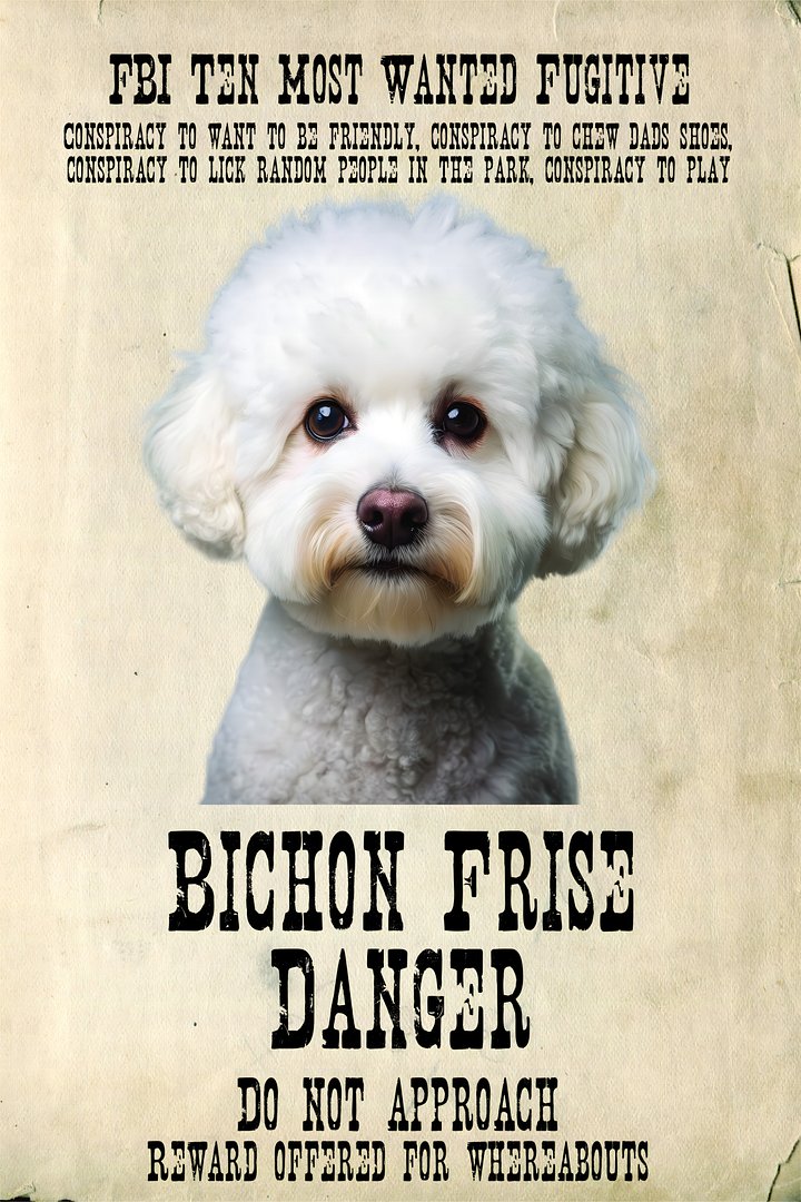 Wanted-Bichon Frise-32x48x300 product image (1)