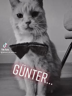 Judgemental Guenther 😼 #cat #drawing #catdrawing