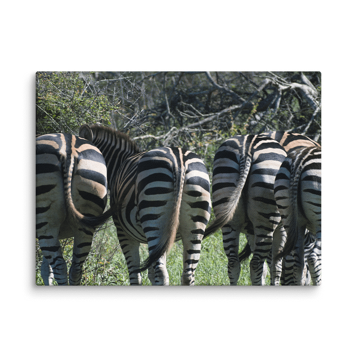Zebra Butts Canvas Print product image (6)