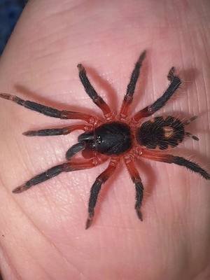 Wow 😮 #animals #pets #fyp #omg #reptile 