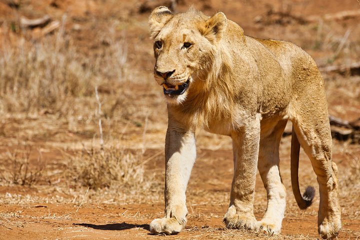 Lion product image (1)