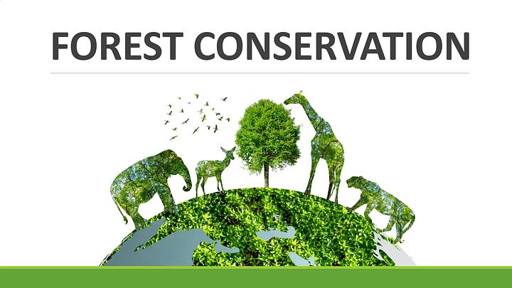 Forest Conservation PPT Presentation product image (1)