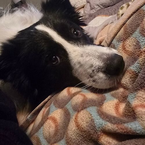 Just dumping some pet photos on here for you. I know they're the real content.