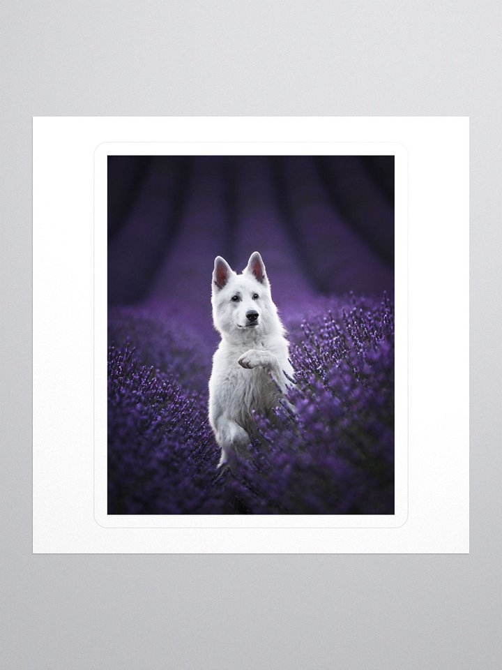 Rasta in the lavender fields product image (1)