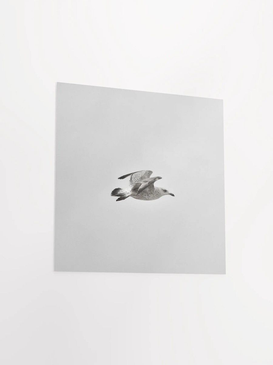 Young Gull in Flight BNW Square Poster product image (14)