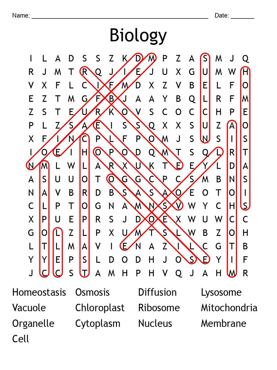 Printable Biology Chapter 7 Word Search – 13 Key Vocabulary Puzzle Activities! product image (2)
