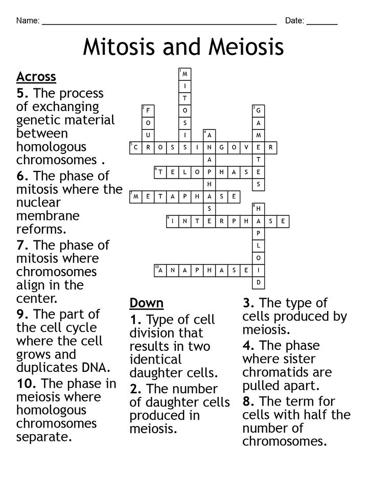 Mitosis and Meiosis Crossword Puzzle: Fun Biology Activity product image (2)
