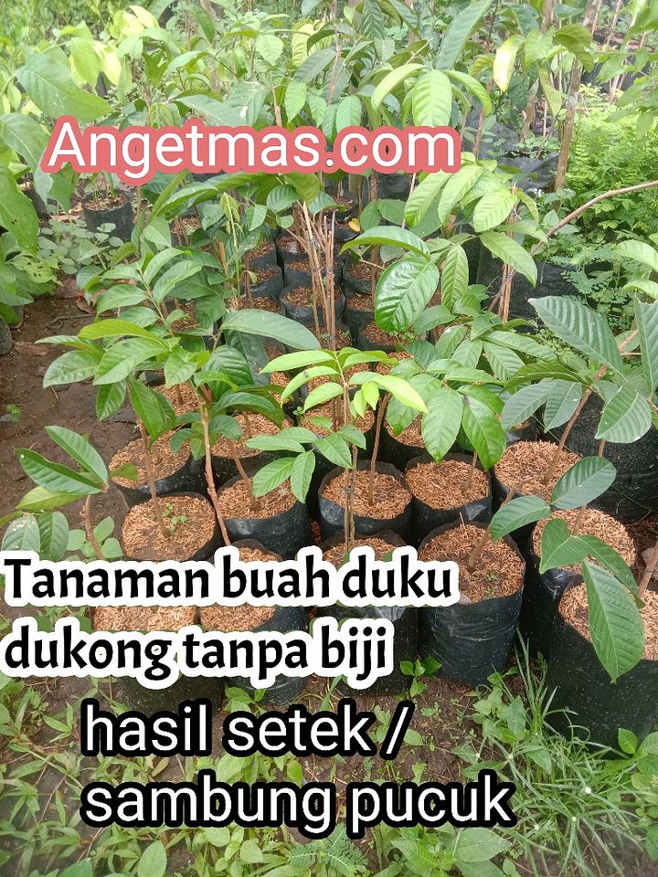 Tanaman buah duku dukong kategori tanpa biji product image (1)