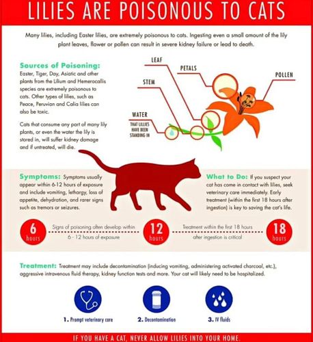 Remember that every single part of a lily is exceptionally toxic for cats.
Do NOT bring lilies into your home if you have a c...