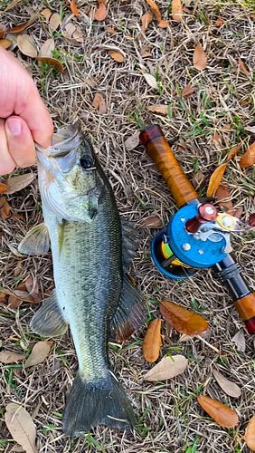 TC-01L throwing tiny spoons on a CDM XUL rod. Even dinks feel like monsters #bfsfishing #ベイトフィネス #mancing