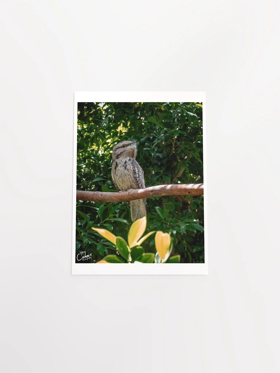 Frogmouth - Print product image (4)