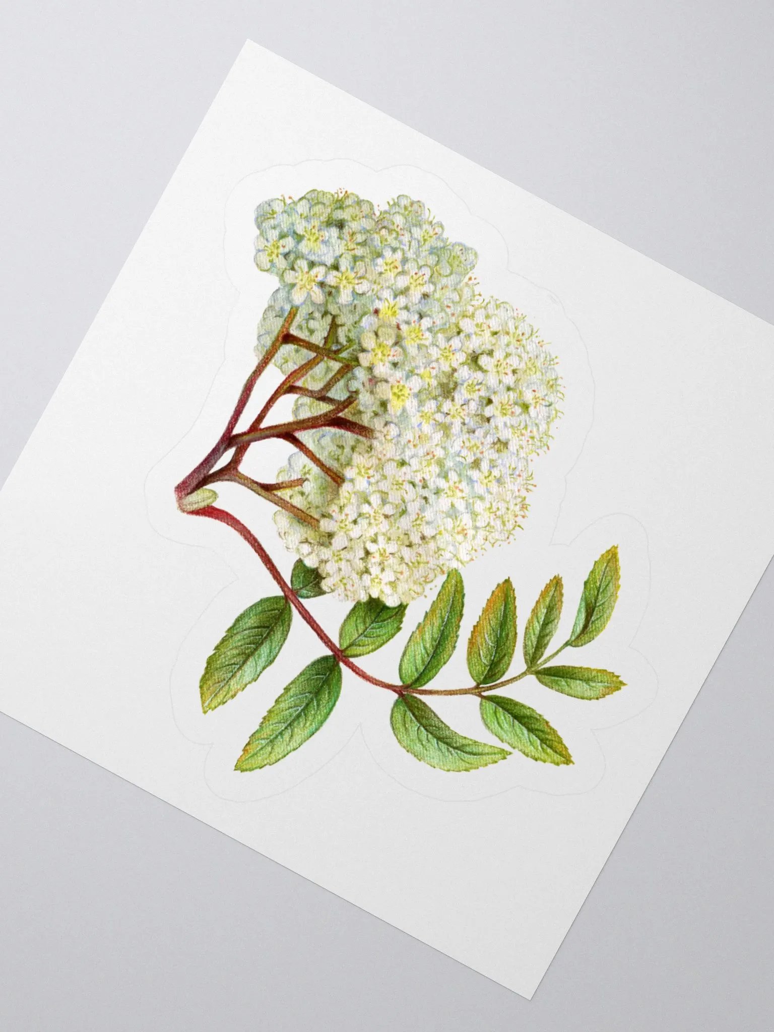 Tiny white flowers sticker product image (3)
