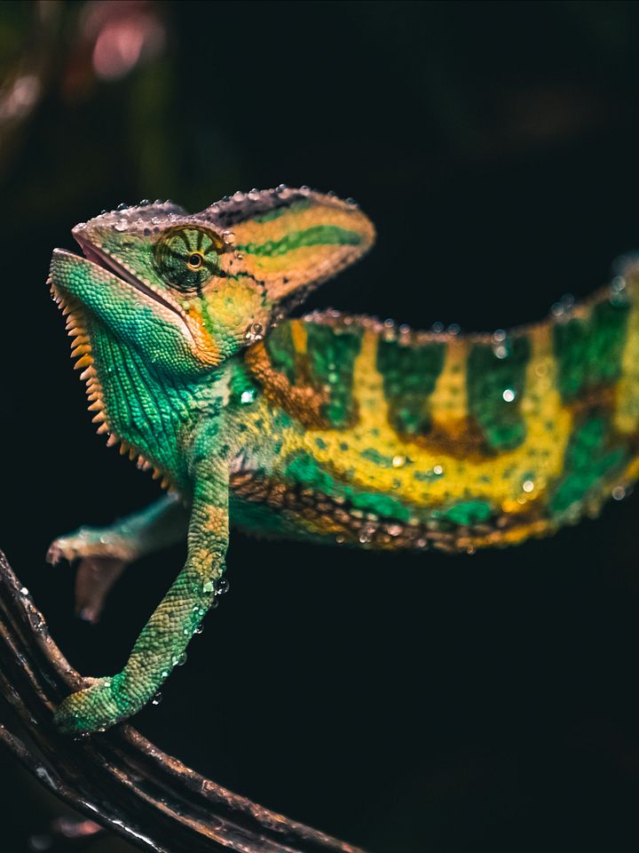 Veiled Chameleon product image (1)