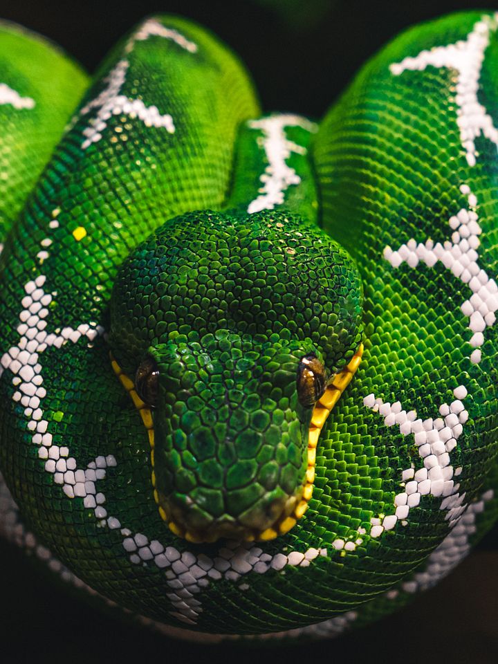 Amazon Basin Emerald Tree Boa #3 product image (1)