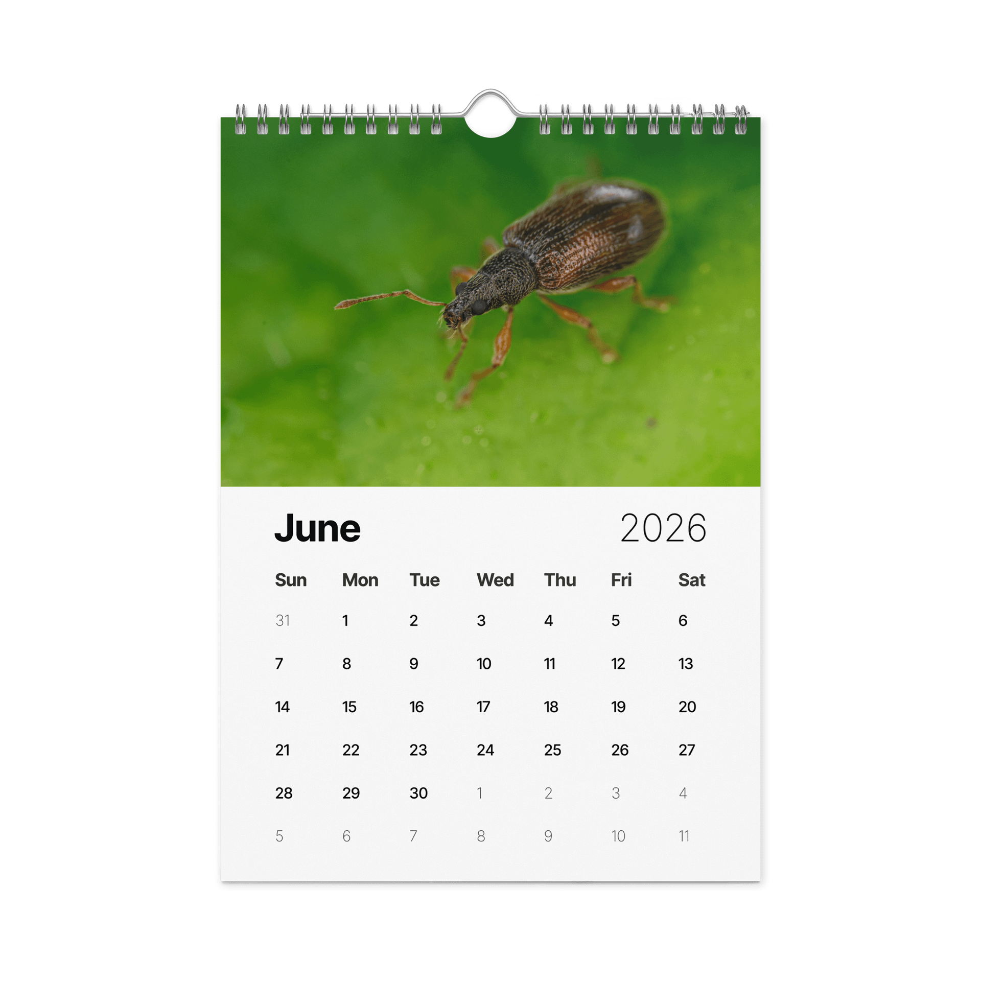 2026 Garden Bugs product image (7)