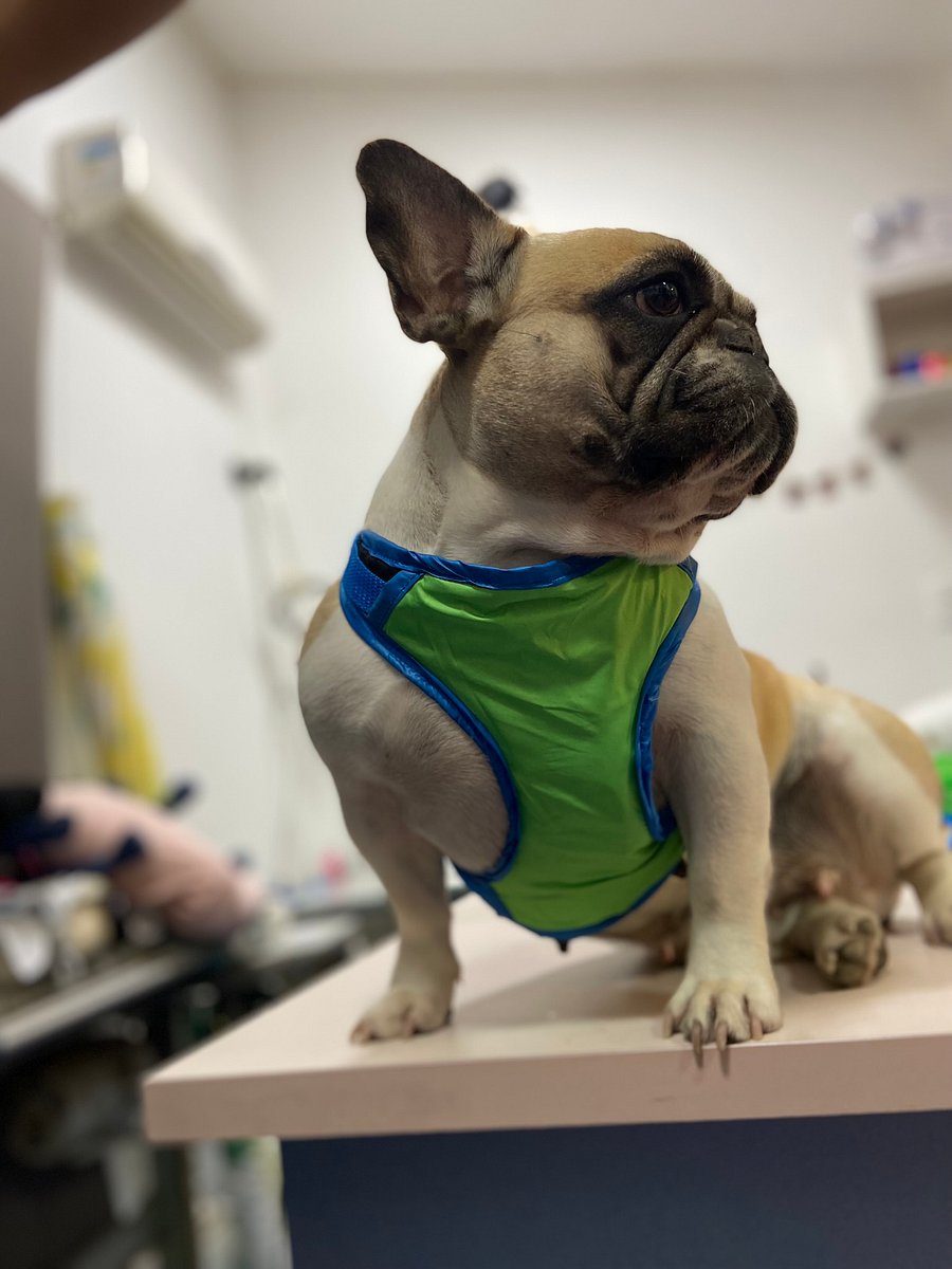 Peitoral Pet Encanto - Modelagem Pet PDF product image (2)