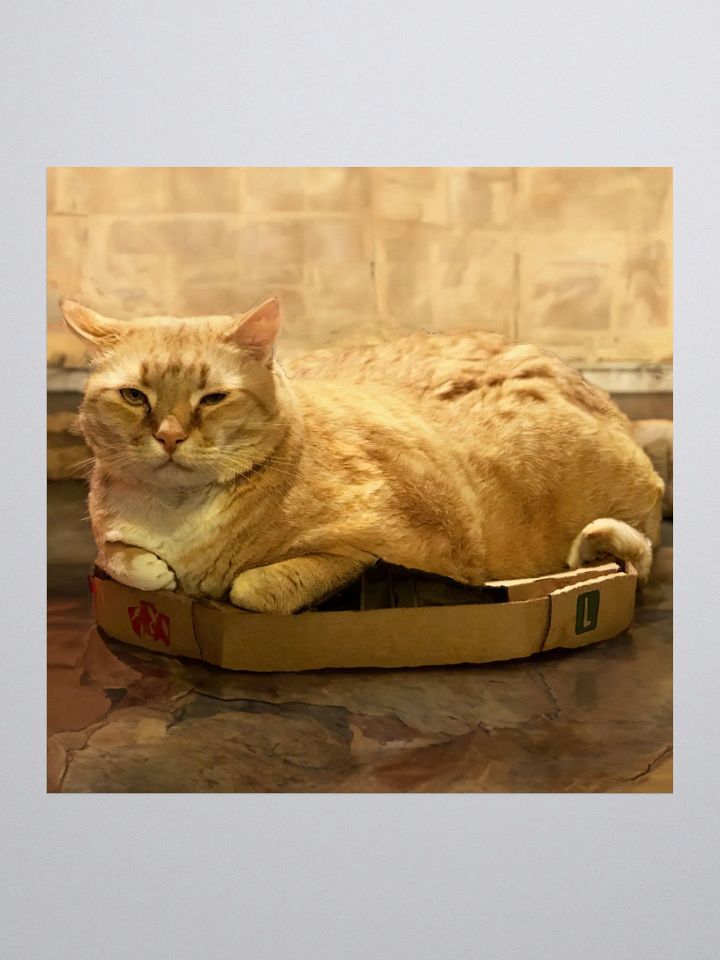 Can't keep Colby in a box sticker product image (1)