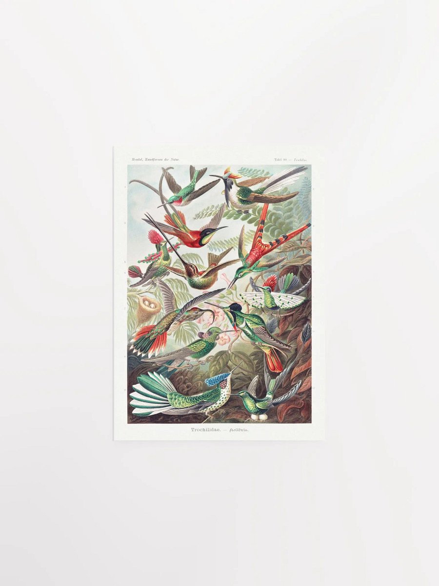 Kolibris product image (3)