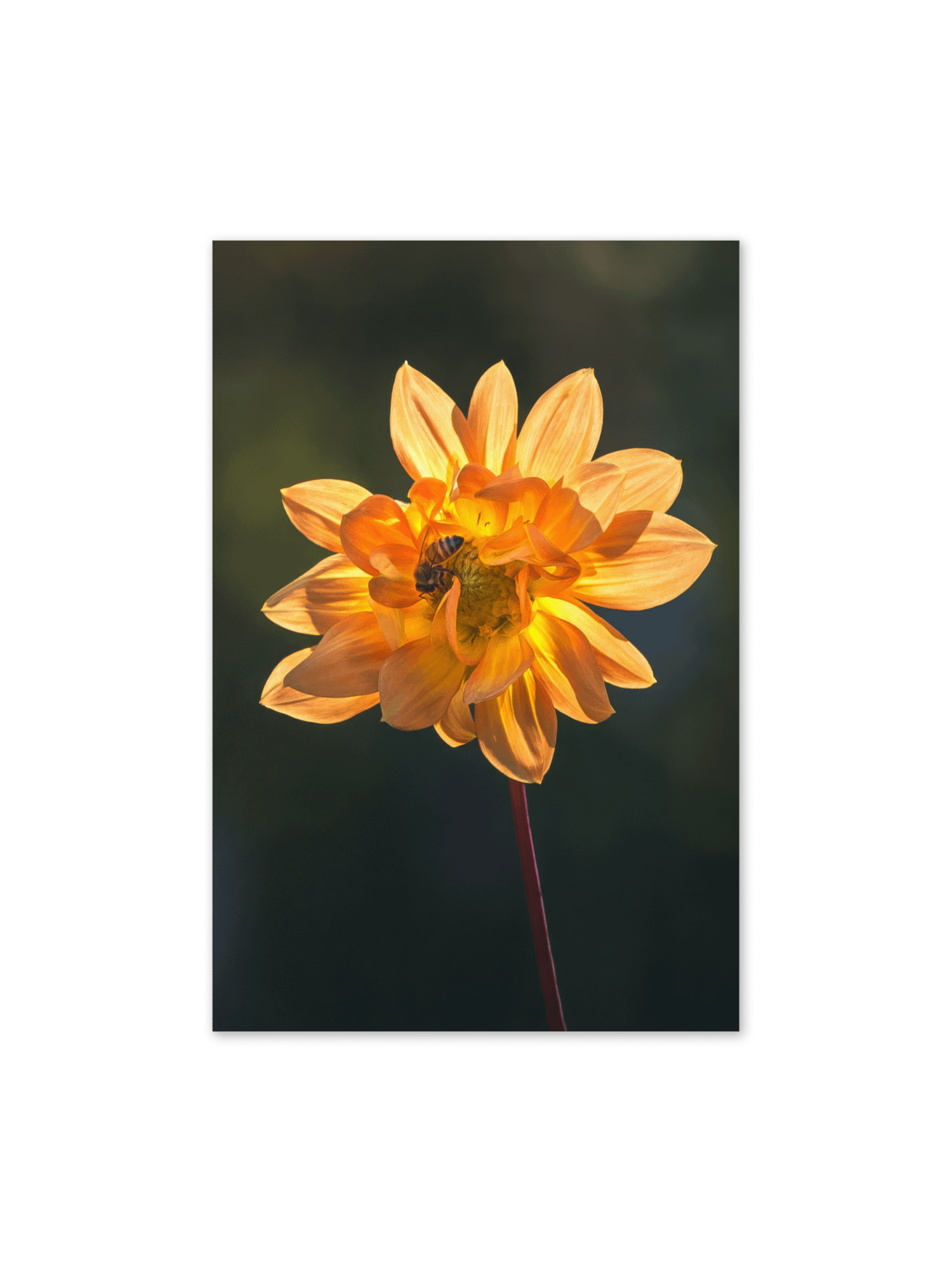 Busy Bee in Dahlia Notecard product image (1)