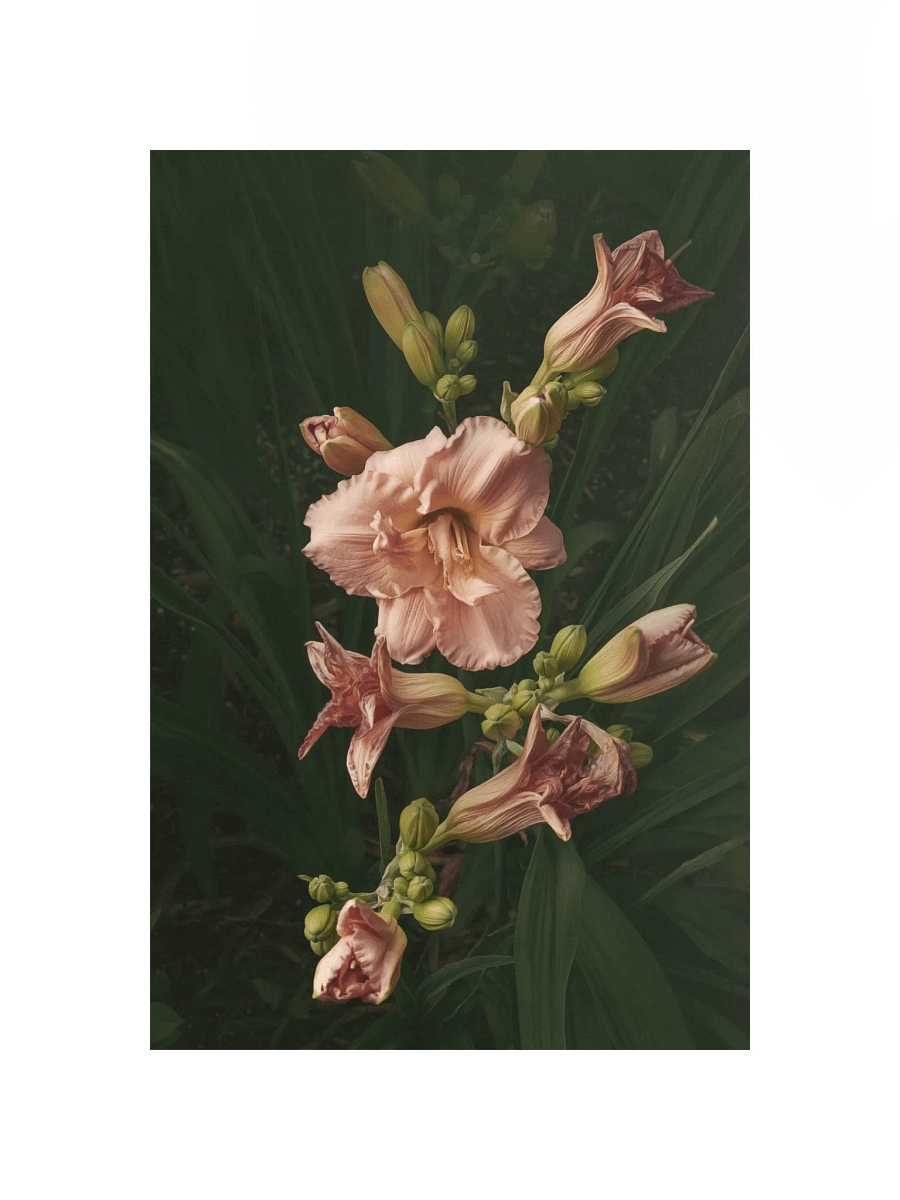 Cascasde of Daylilies product image (1)