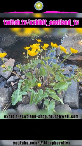 info...

Sign up to a membership subscription, get access to Exhibit Scotland products and merchandise https://exhibit-scotla...