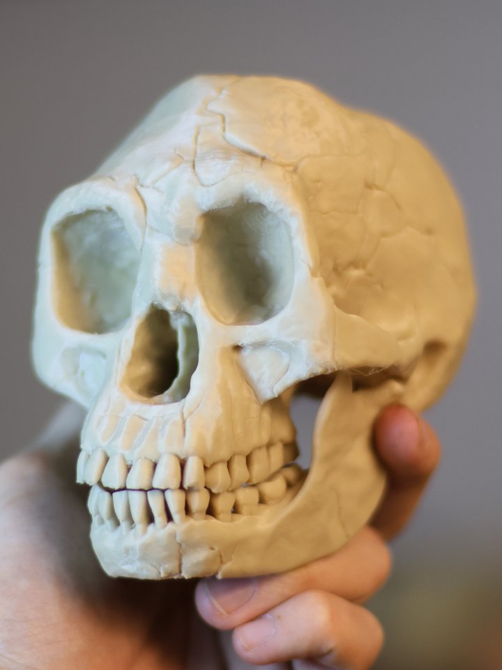 Homo floresiensis Skull product image (2)