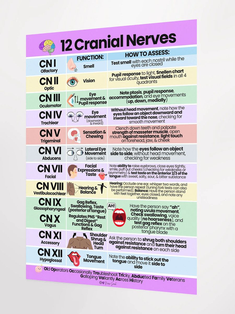 12 Cranial Nerves: Their Function and How to Assess Wall Poster product image (2)
