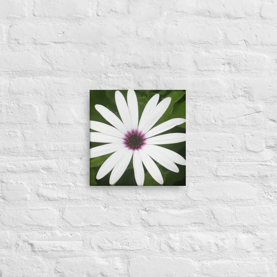 Daisy on Canvas product image (12)