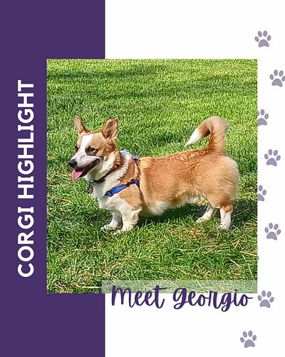 Baltimore Corgi Highlight:
Meet Georgio, a 3 year old Pembroke Welsh Corgi! His favorite activities are cuddling, chasing bal...