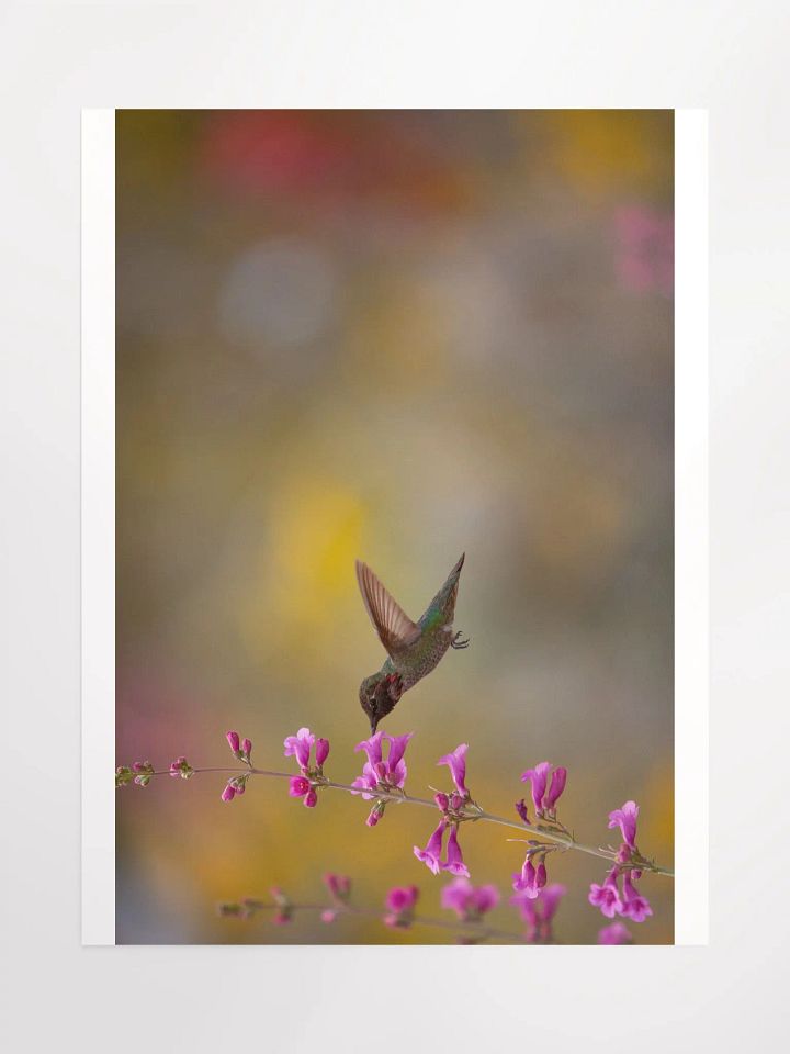 Print - Anna's Hummingbird product image (1)