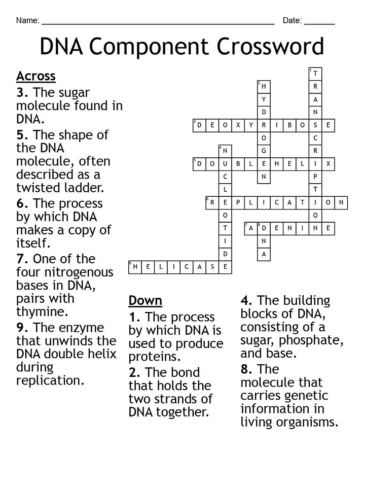 DNA Component Crossword Puzzle – Fun Biology Activity product image (2)