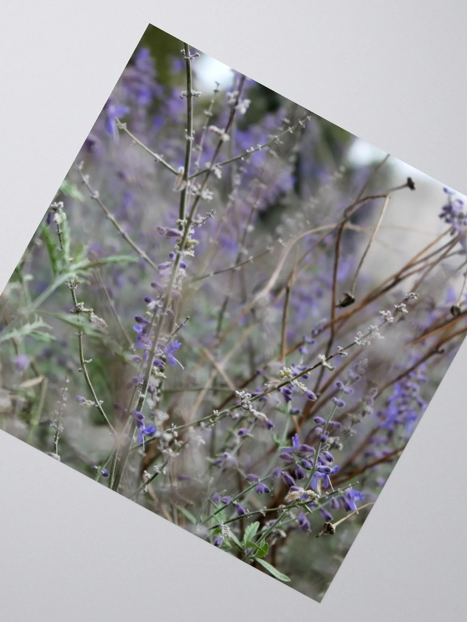 A Study in Flowers 13 - sticker version product image (6)