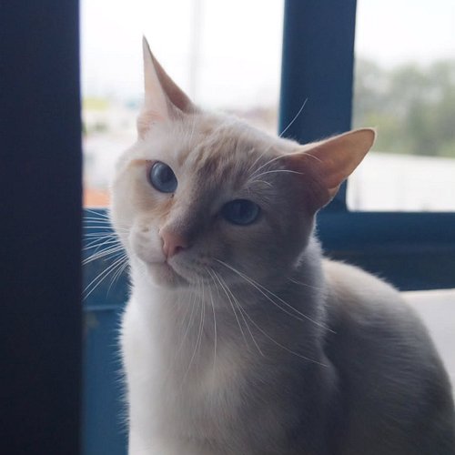 Descansa en paz Coki, esperame en el cielo que pronto iré yo.