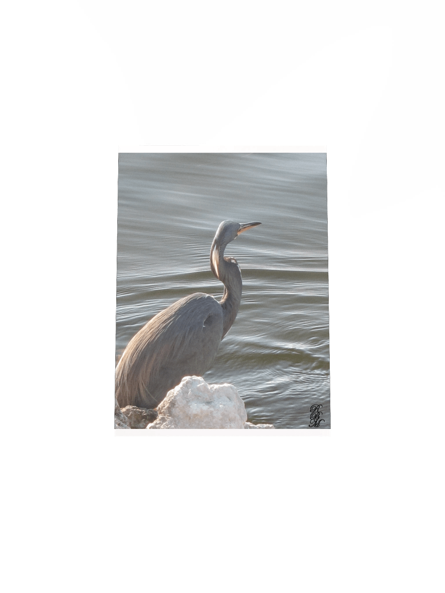 Great Blue Heron by the Water product image (20)