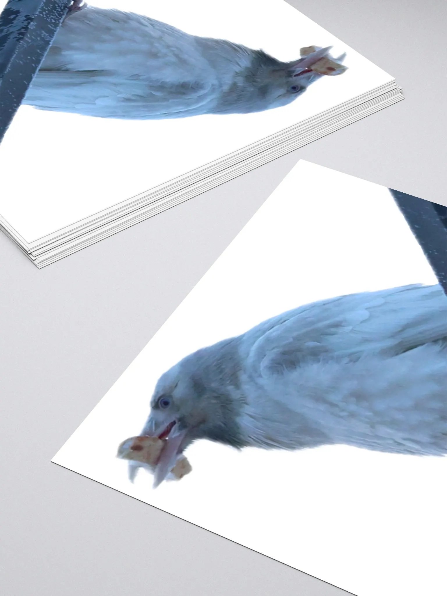 Anchorage White Raven product image (10)