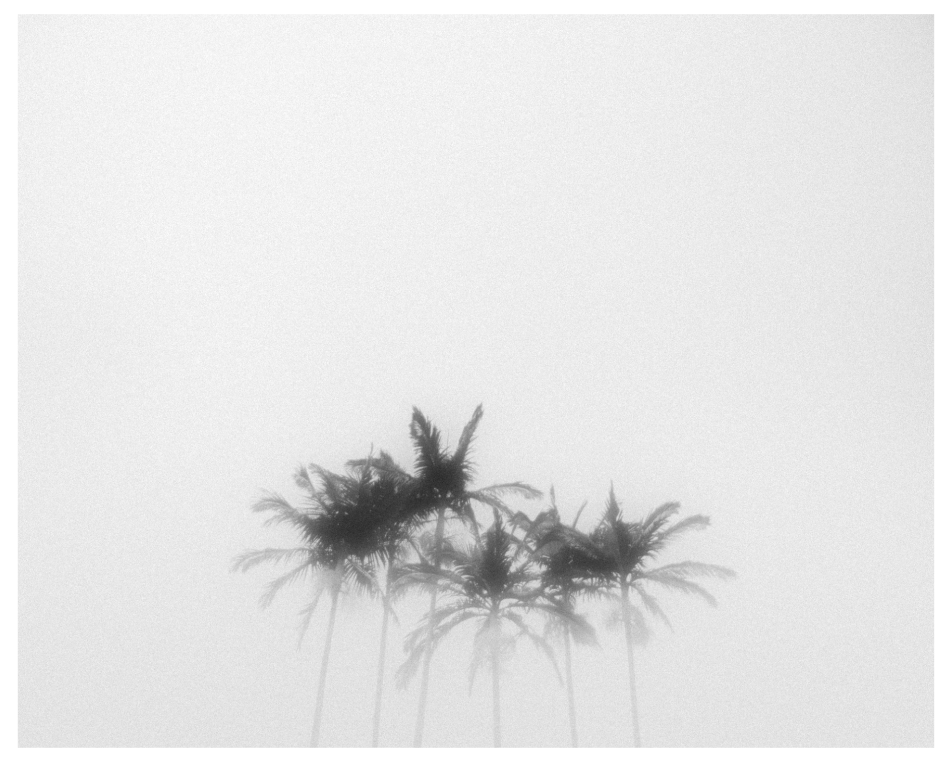PALMS #01 product image (1)
