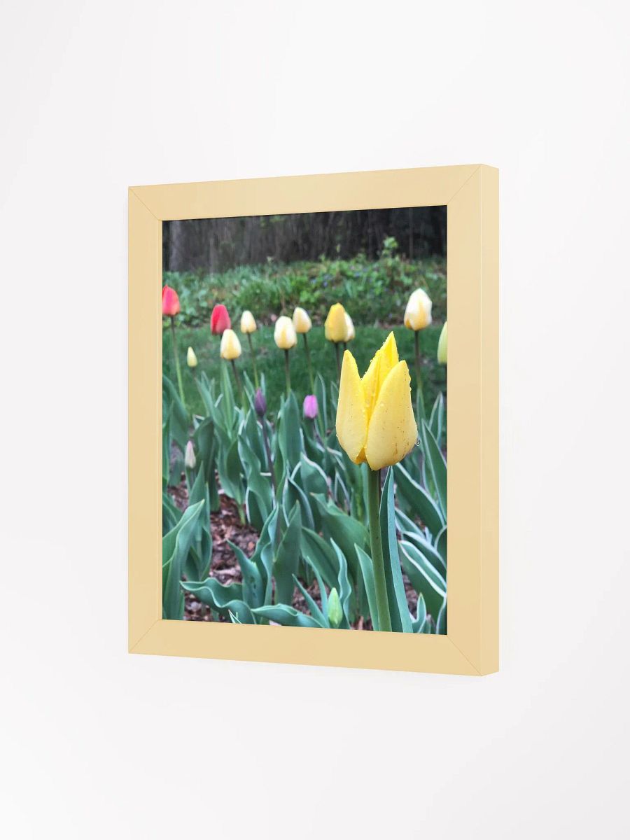 Tulips in the Rain High Quality Matte Poster product image (3)