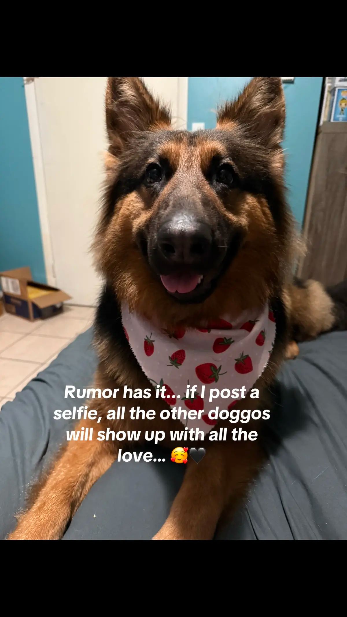#dogsoftiktok #germanshepherd #petcommunity 