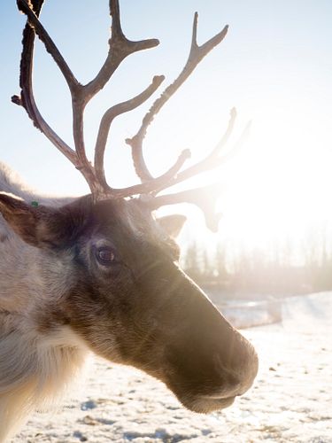 Zoominescence Update for November 29th! 🌟

Bundle up and join us tonight at the Edmonton Valley Zoo! Due to the chilly weathe...
