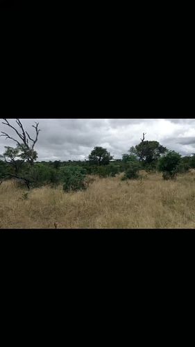 Great Cheetah sighting today in Kruger Park.

@pksafaris
www.pksafaris.com

#cheetah #krugerpark #wildlife #krugernationalpar...