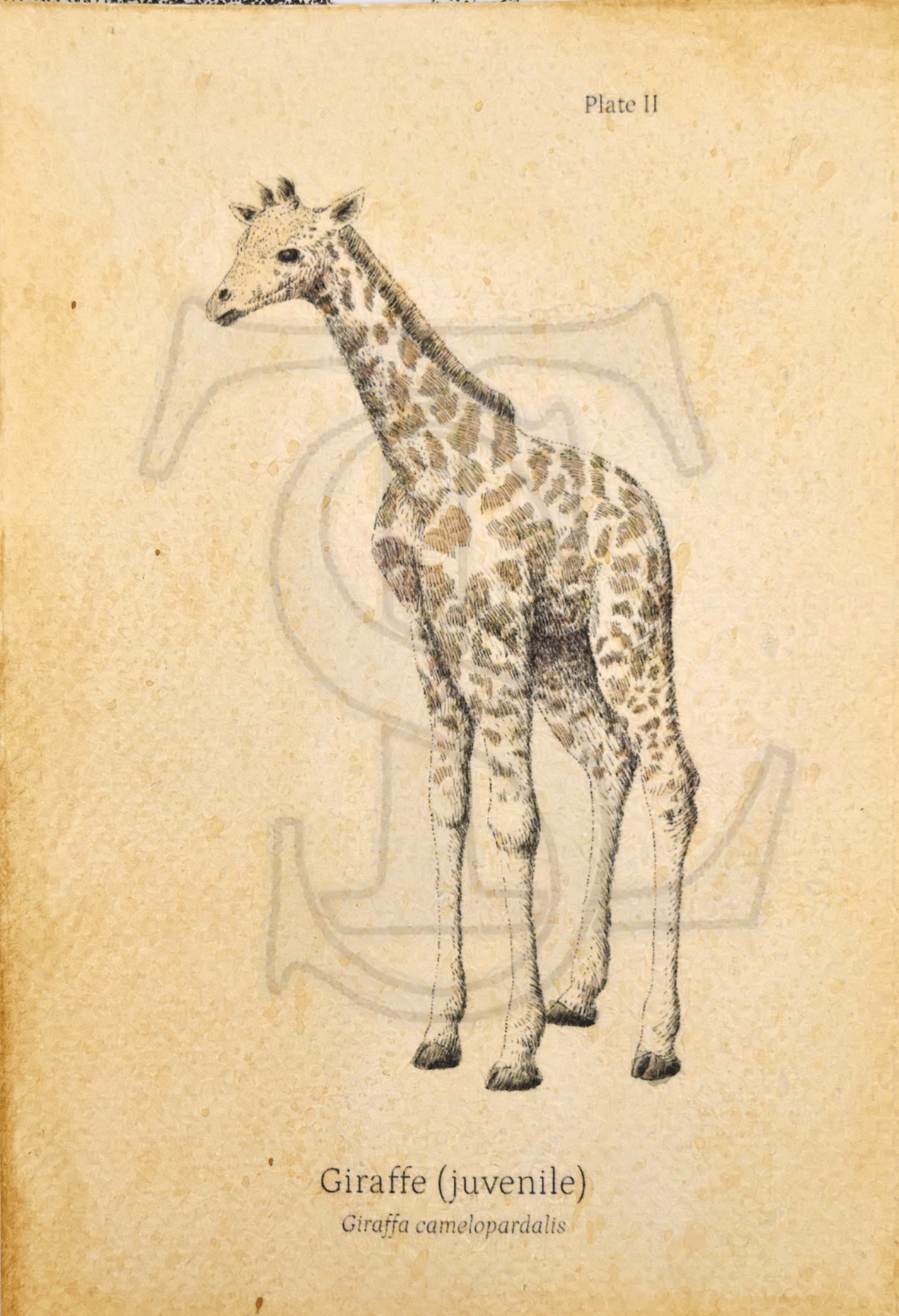 Giraffe Calf Giclée print (hand watercolored) product image (1)