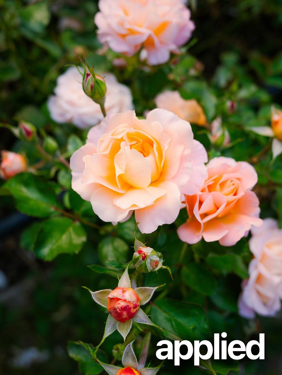 Ricoh GR IV Lightroom Preset 01 product image (2)