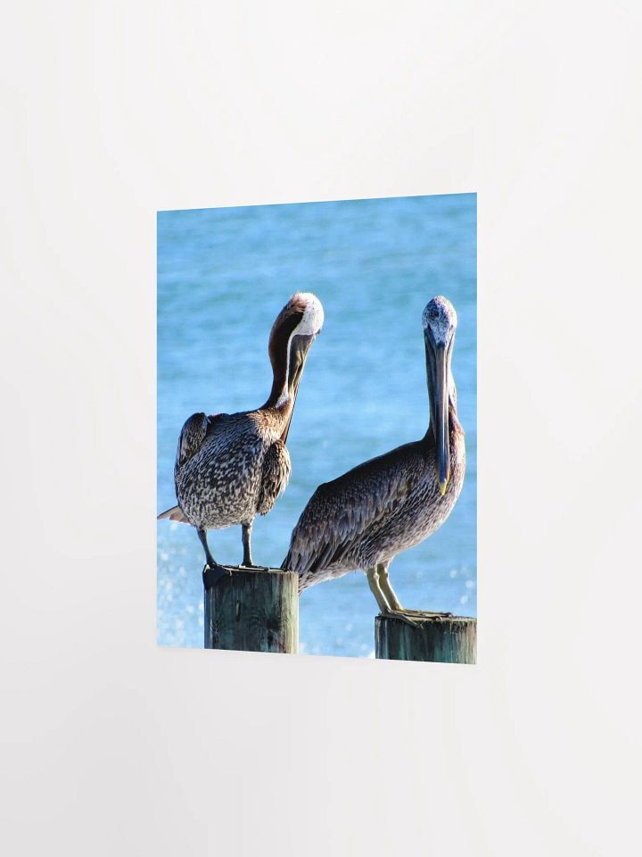 Pelicans product image (11)